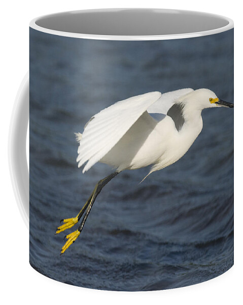 535785 Coffee Mug featuring the photograph Snowy Egret Flying #1 by Steve Gettle
