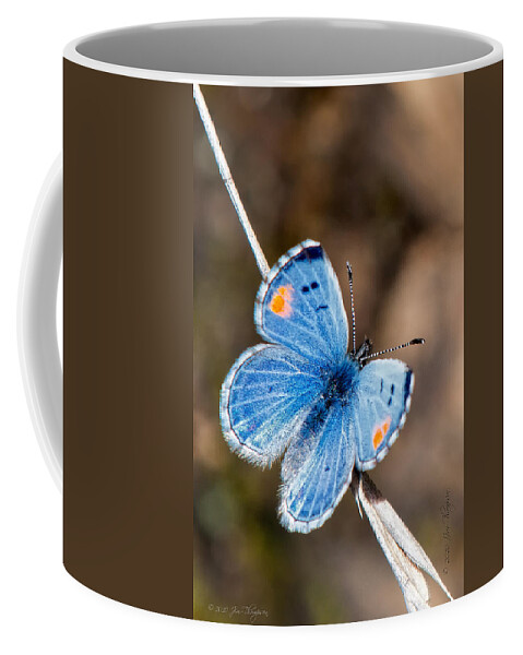 Insects Coffee Mug featuring the photograph Sonoran Blue #1 by Jim Thompson