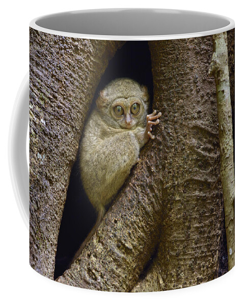 Feb0514 Coffee Mug featuring the photograph Spectral Tarsier In Tree Indonesia #1 by Ch'ien Lee