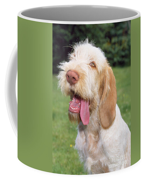 Spinone Coffee Mug featuring the photograph Spinone Dog #1 by John Daniels