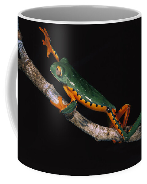 00217037 Coffee Mug featuring the photograph Splendid Leaf Frog Ecuador #2 by Pete Oxford