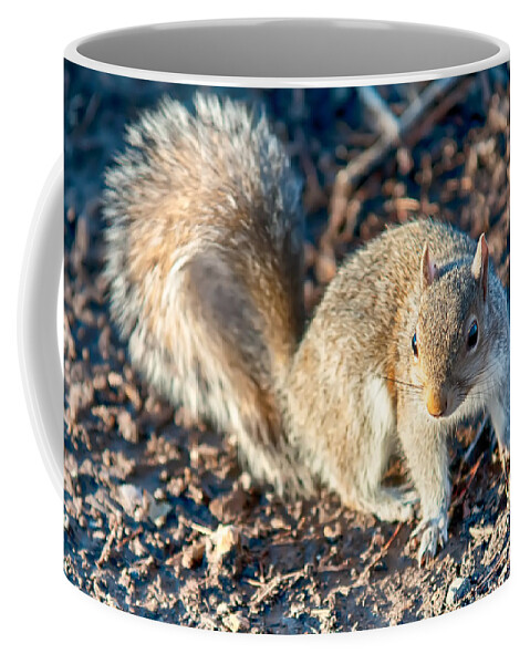 Squirrel Coffee Mug featuring the photograph Squirrel Posing For Camera #1 by Alex Grichenko