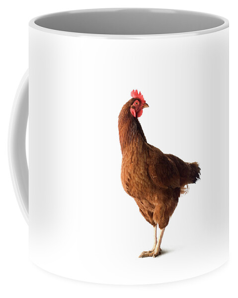 Agriculture Coffee Mug featuring the photograph Studio Portrait Of A Rhode Island Red #1 by Michael Winokur