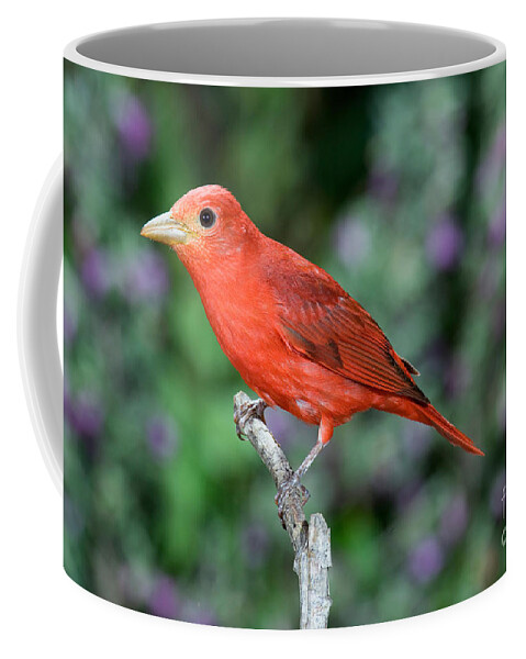 Summer Tanager Coffee Mug featuring the photograph Summer Tanager #1 by Anthony Mercieca