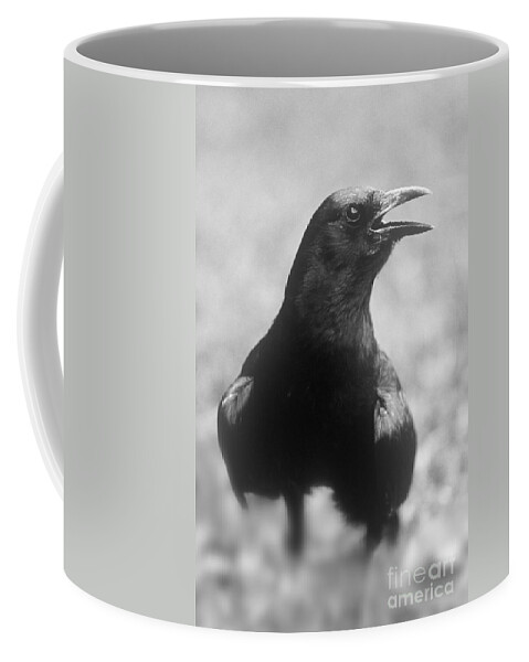 Crow Coffee Mug featuring the photograph Talking Crow #1 by John Harmon
