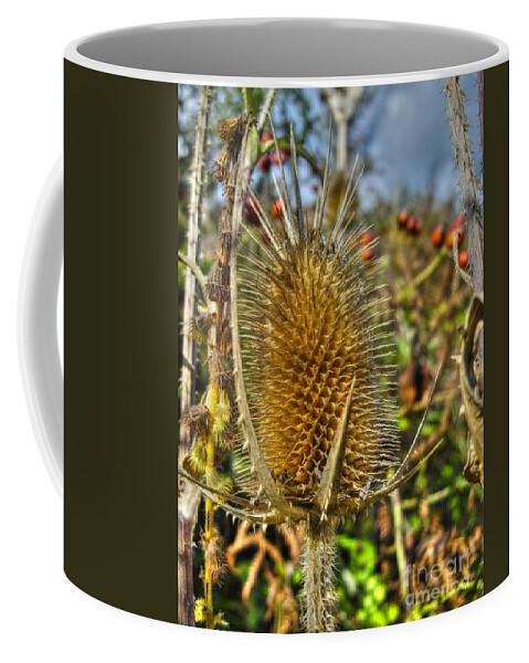 Prickly Thistle Coffee Mug featuring the photograph Thistle On Sunny Autumn Day by Nina Ficur Feenan