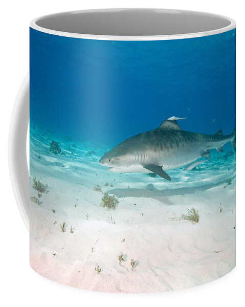 Tiger Shark Coffee Mug featuring the photograph Tiger Shark #1 by Andrew J. Martinez