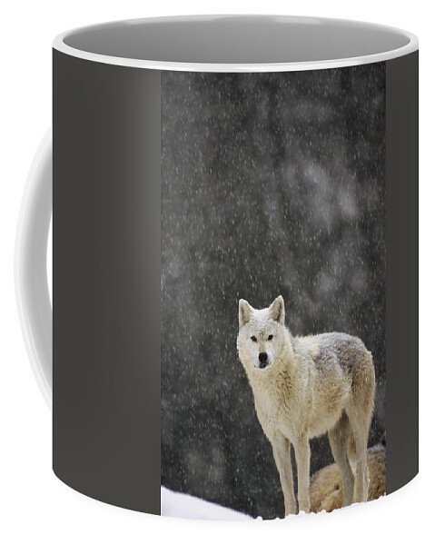 Feb0514 Coffee Mug featuring the photograph Timber Wolf Female North America #1 by Gerry Ellis