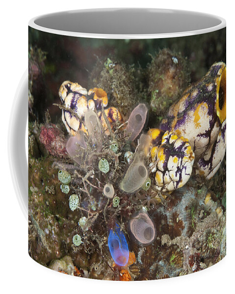 Tunicate Coffee Mug featuring the photograph Tunicates #1 by Andrew J. Martinez
