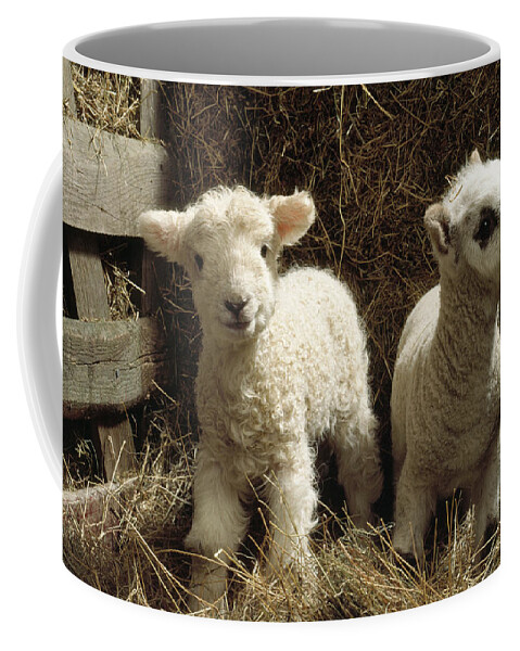 Lamb Coffee Mug featuring the photograph Two Lambs #1 by John Daniels