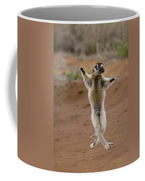 Feb0514 Coffee Mug featuring the photograph Verreauxs Sifaka Hopping Berenty #1 by Pete Oxford