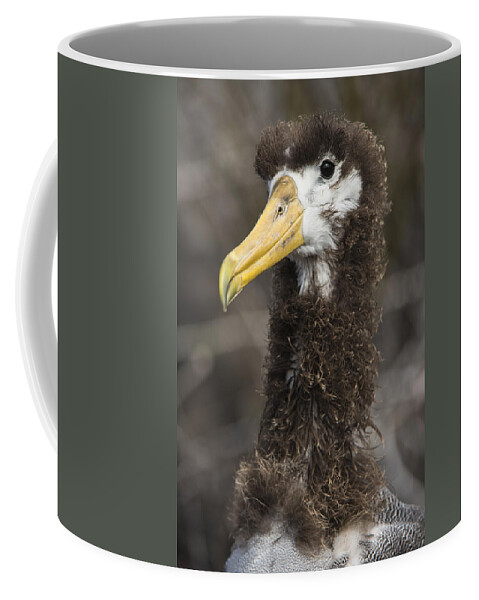 Pete Oxford Coffee Mug featuring the photograph Waved Albatross Molting Juvenile #1 by Pete Oxford