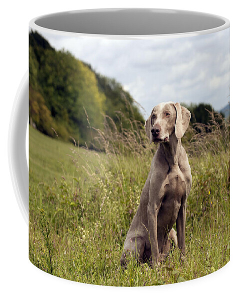 Dog Coffee Mug featuring the photograph Weimaraner Dog #1 by John Daniels