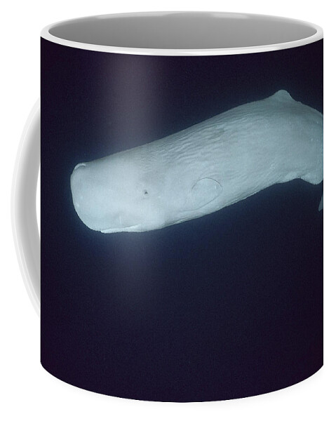 Feb0514 Coffee Mug featuring the photograph White Sperm Whale Azores Islands #1 by Hiroya Minakuchi