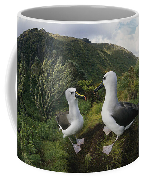 Feb0514 Coffee Mug featuring the photograph Yellow-nosed Albatrosses In Ferns #1 by Tui De Roy