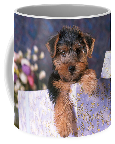 Animal Coffee Mug featuring the photograph Yorkshire Terrier Puppy by Alan and Sandy Carey