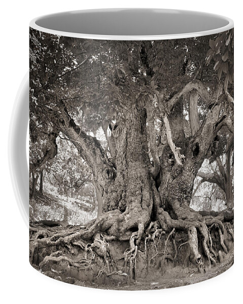 Landscape Coffee Mug featuring the photograph 1000 Years Old Chestnut Tree by Guido Montanes Castillo