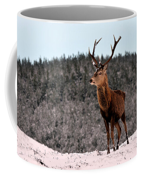 Stag In The Snow Coffee Mug featuring the photograph Red Deer Stag #11 by Gavin Macrae