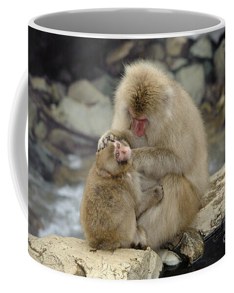 Japanese Macaque Coffee Mug featuring the photograph Snow Monkeys #11 by John Shaw