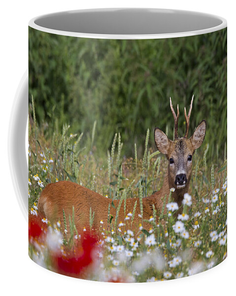Roe Dee Coffee Mug featuring the photograph 110714p324 by Arterra Picture Library