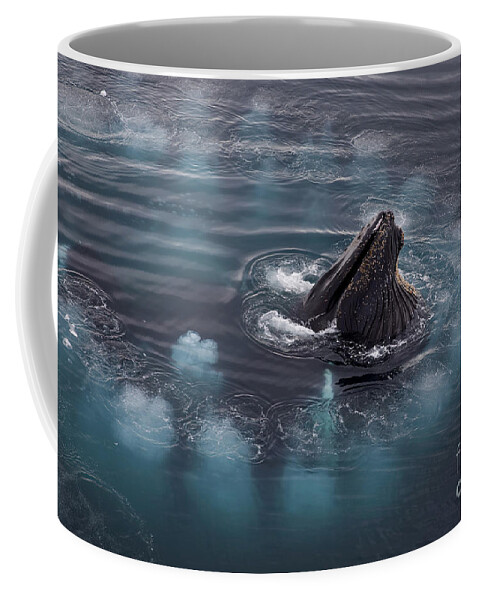 Humpback Whale Coffee Mug featuring the photograph 111130p126 by Arterra Picture Library