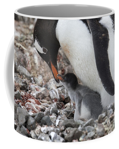 Port Lockroy Coffee Mug featuring the photograph 111130p167 by Arterra Picture Library