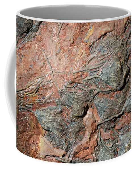 Science Coffee Mug featuring the photograph Crinoid Fossil #12 by Millard H. Sharp