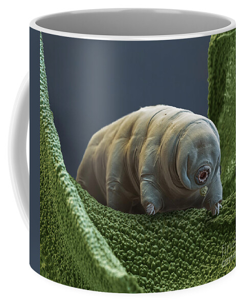 Paramacrobiotus Tonolli Coffee Mug featuring the photograph Water Bear by Eye of Science and Science Source