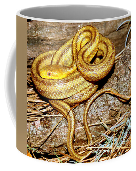 Yellow Rat Snake Coffee Mug featuring the photograph Yellow Rat Snake #12 by Millard H. Sharp
