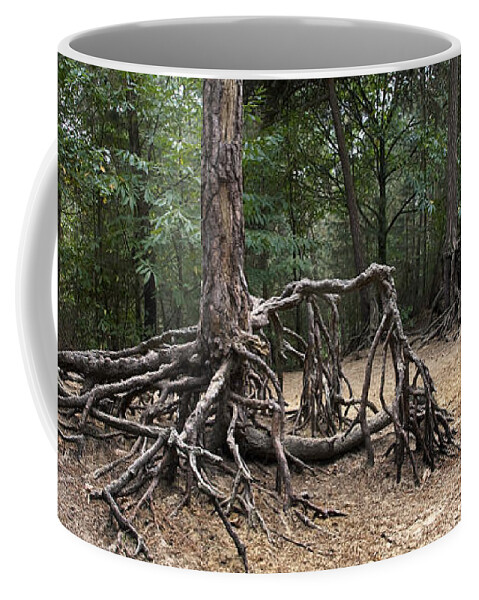 Scots Pine Coffee Mug featuring the photograph 120223p257 by Arterra Picture Library