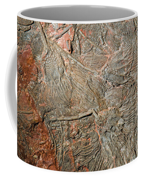 Science Coffee Mug featuring the photograph Crinoid Fossil #13 by Millard H. Sharp