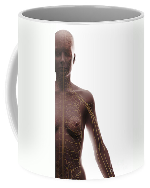 Digitally Generated Image Coffee Mug featuring the photograph The Nervous System Female #13 by Science Picture Co