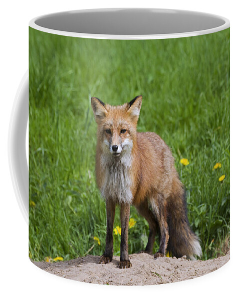 Red Fox Coffee Mug featuring the photograph 131018p141 by Arterra Picture Library