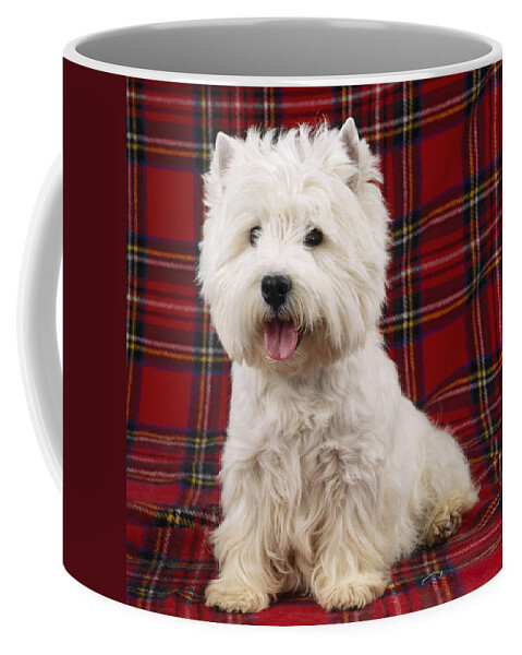 West Highland White Terrier Coffee Mug featuring the photograph West Highland White Terrier #15 by John Daniels