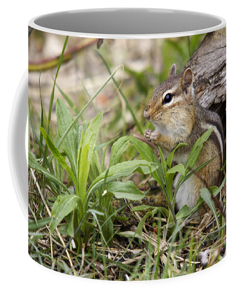 Tamias Striatus Coffee Mug featuring the photograph Eastern Chipmunk #16 by Linda Freshwaters Arndt