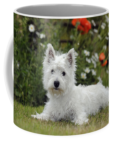 West Highland White Terrier Coffee Mug featuring the photograph West Highland White Terrier #16 by John Daniels