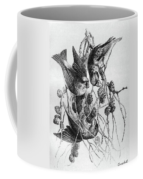 1895 Coffee Mug featuring the drawing Blackburn Birds, 1895 #17 by Granger