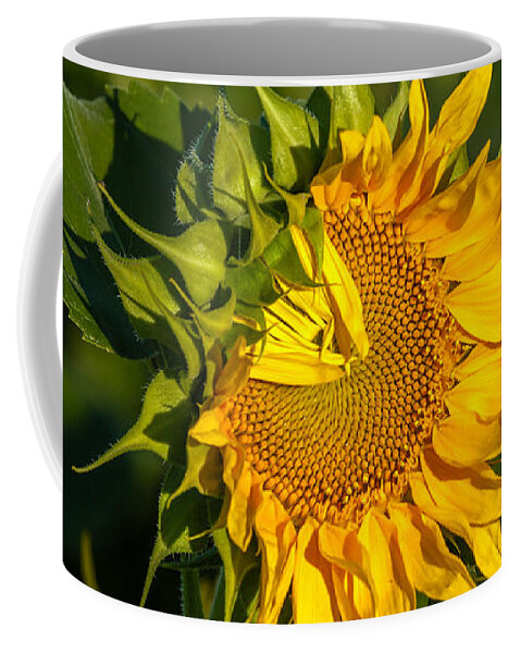 Blackeyed Susan Coffee Mug featuring the photograph Folded Petals Sunflower by Melinda Ledsome