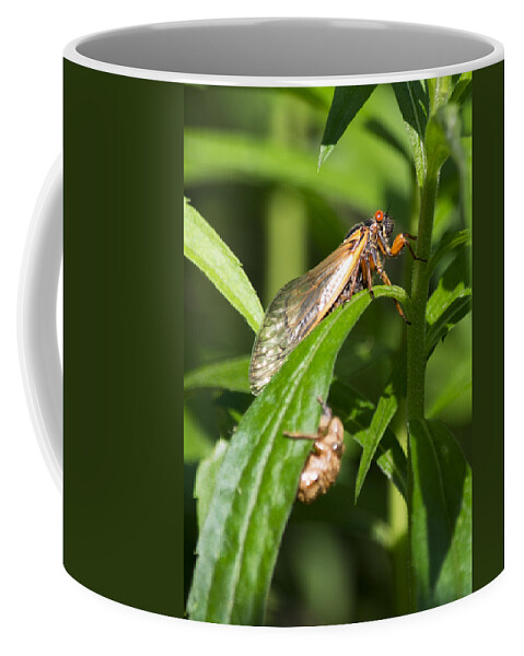 Periodical Cicada Coffee Mug featuring the photograph 17 Year Itch by Rebecca Sherman