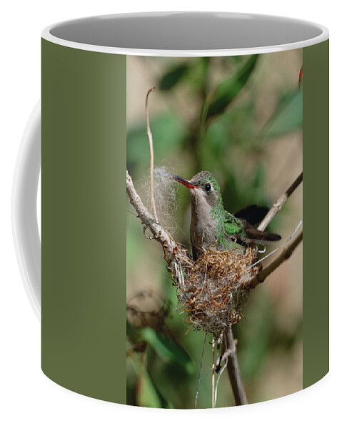 00196921 Coffee Mug featuring the photograph Hummingbird Building a Nest by Konrad Wothe