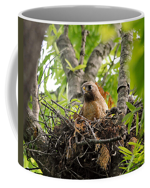 Red Shouldered Hawk Coffee Mug featuring the photograph Adult Red Shouldered Hawk by Jai Johnson
