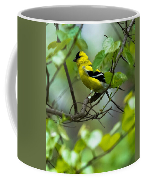 Goldfinch Coffee Mug featuring the photograph American Goldfinch #2 by Robert L Jackson