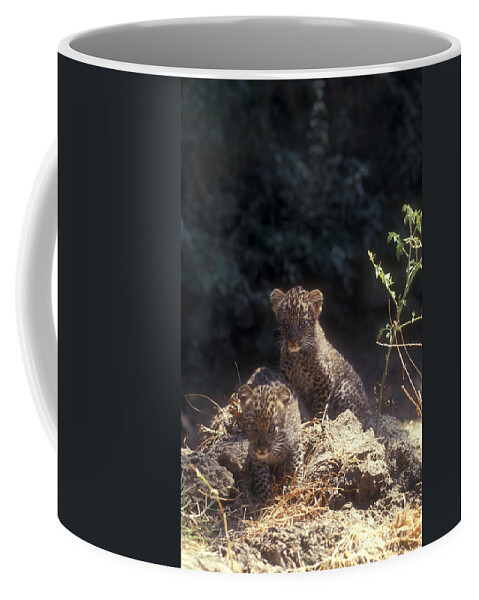 Leopard Coffee Mug featuring the photograph Arabian leopard Panthera pardus #2 by Eyal Bartov