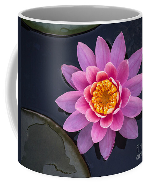 Lily Coffee Mug featuring the photograph Beauty #1 by Arlene Carmel