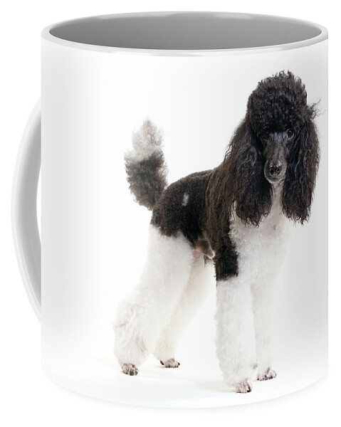 Poodle Coffee Mug featuring the photograph Black And White Poodle by Jean-Michel Labat