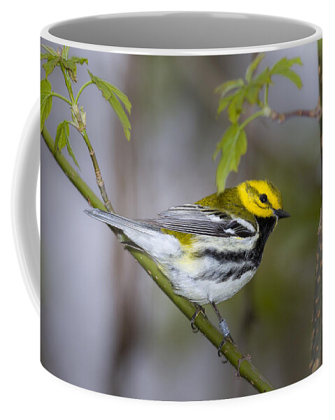 Animal Coffee Mug featuring the photograph Black Throated Green Warbler #3 by Jack R Perry