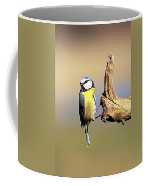 Blue Tit Coffee Mug featuring the photograph Blue tit #3 by Grant Glendinning