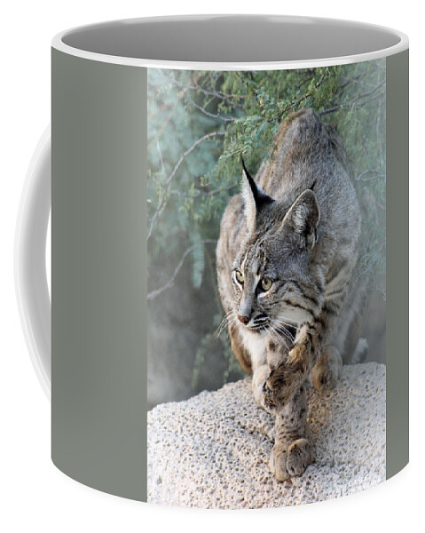 Bobcat Coffee Mug featuring the photograph I Was Grooming by Elaine Malott