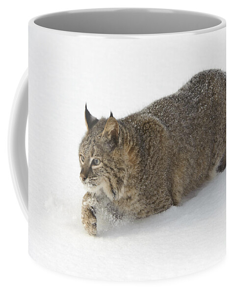Lynx Rufus Coffee Mug featuring the photograph Bobcat #2 by John Shaw