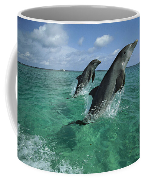 Feb0514 Coffee Mug featuring the photograph Bottlenose Dolphin Pair Leaping Honduras #2 by Konrad Wothe